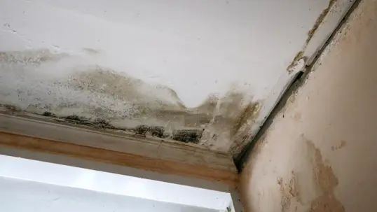 mold from water damage in a home